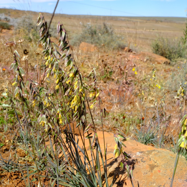 Ehrharta eburnea
