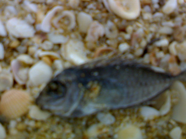 沙灘里的死魚