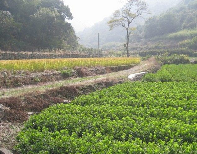 大嶺背古道 大嶺背古道
