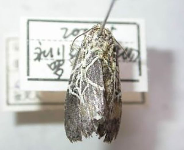 交藍紋夜蛾 交藍紋夜蛾