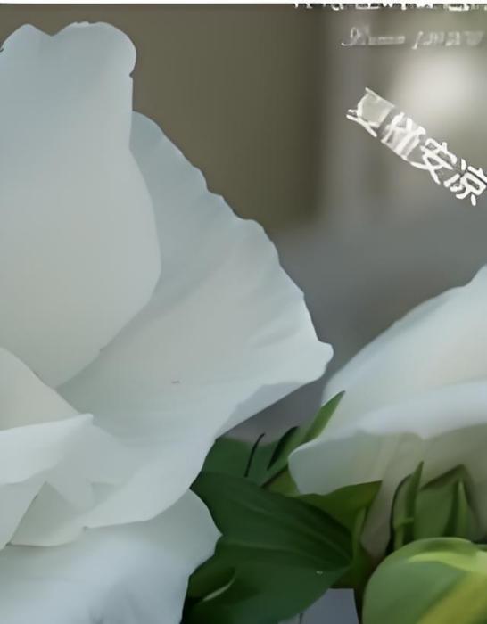 夏槿安涼 夏槿安涼