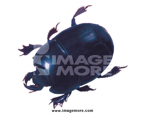 閻魔蟲科 閻魔蟲科