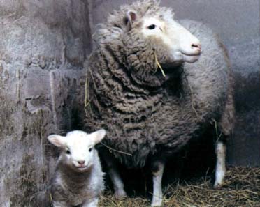 克隆羊“多莉”和它生下的小羊