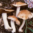 大粘滑菇 大粘滑菇