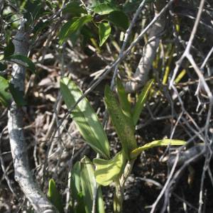 Cattleya intermedia Cattleya intermedia
