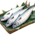 馬鮫魚