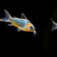鼠魚 鼠魚