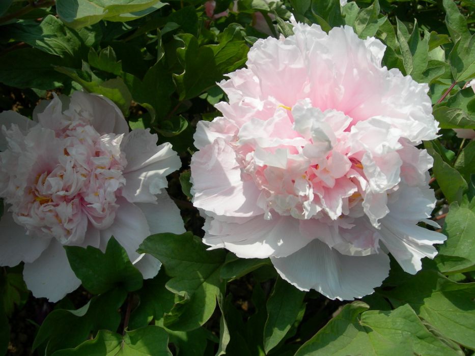 華夏多嬌 華夏多嬌