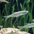 歐白魚 歐白魚
