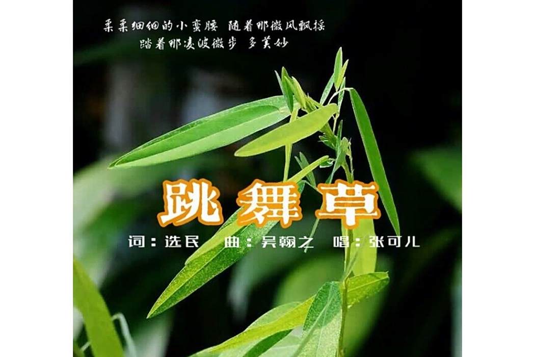跳舞草(張可兒演唱的2021年歌曲) 跳舞草(張可兒演唱的2021年歌曲)
