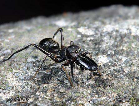 大顎發達的黑色蟻蛛（雄）。