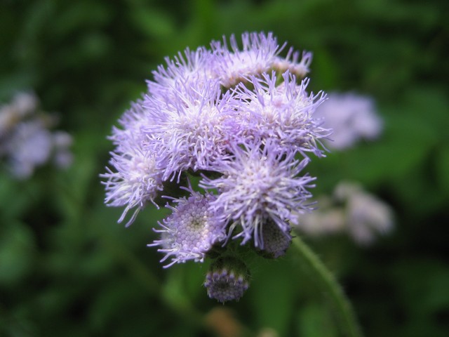 紫花藿香薊開放
