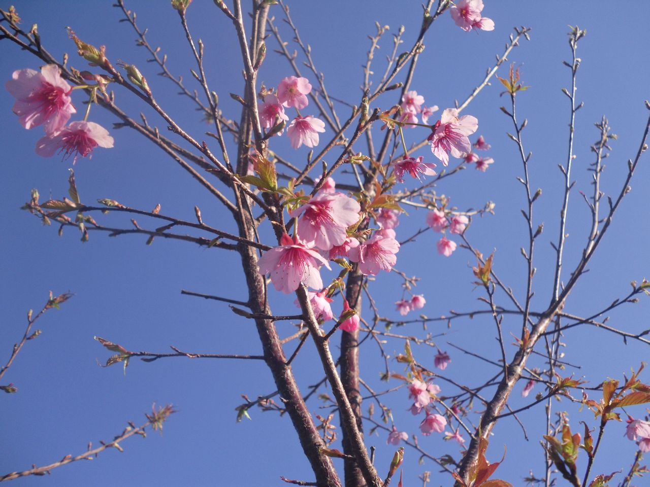 台灣樹種園的櫻花
