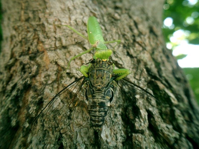 螳螂捕蟬實拍圖片