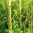 小琴絲竹種源