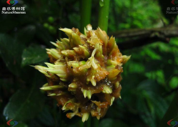 柊葉屬 柊葉屬