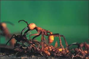 戰蟻