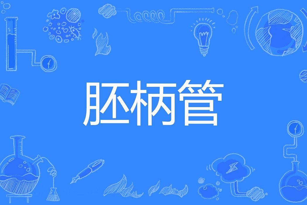 胚柄管 胚柄管