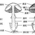 異養生物 異養生物