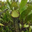 瘦小豬籠草 瘦小豬籠草
