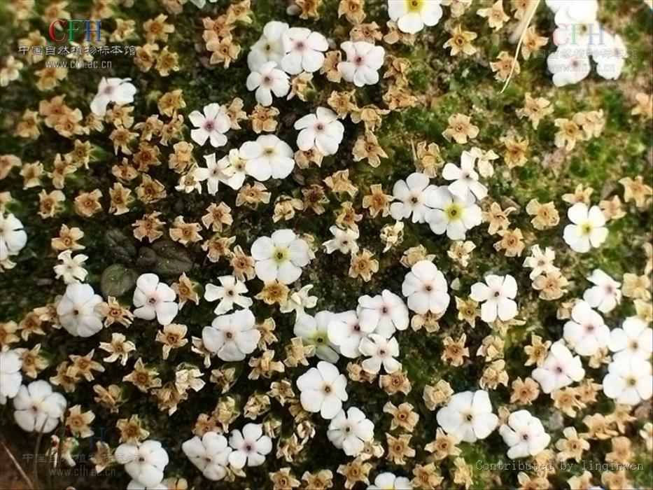 滇藏點地梅 滇藏點地梅