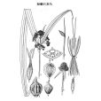 短穗石龍芻 短穗石龍芻