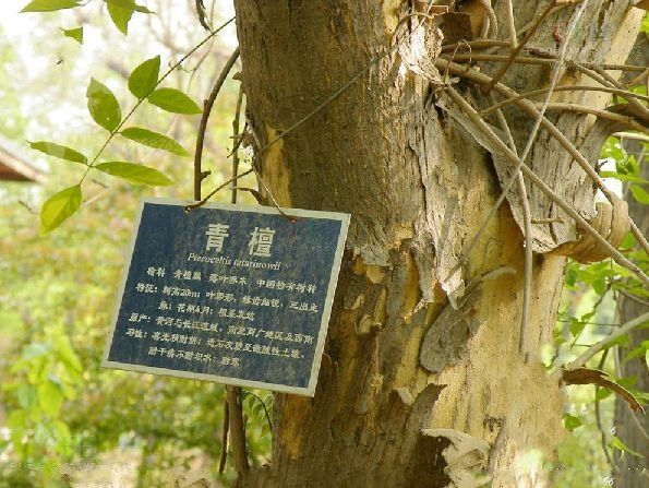 青檀家系M001 青檀家系M001