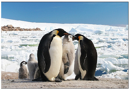 南冰洋資源——企鵝