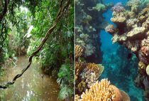 當我們爭相拯救大堡礁時，地球上最古老的雨林就快消失了
