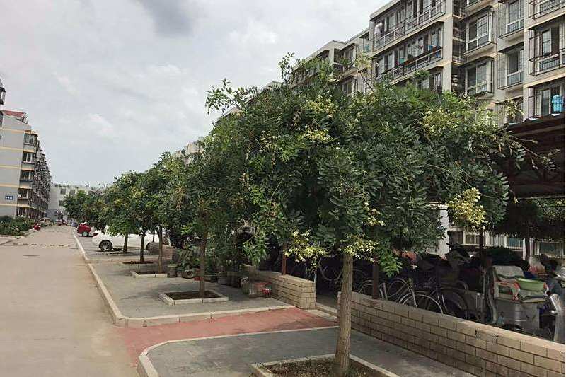 張營小區 張營小區