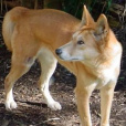 達尼克犬 達尼克犬