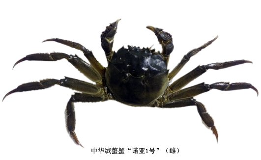 中華絨螯蟹“諾亞1號”（雌）