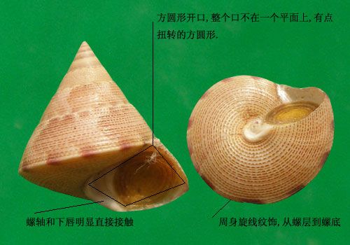 台灣麗口螺 台灣麗口螺