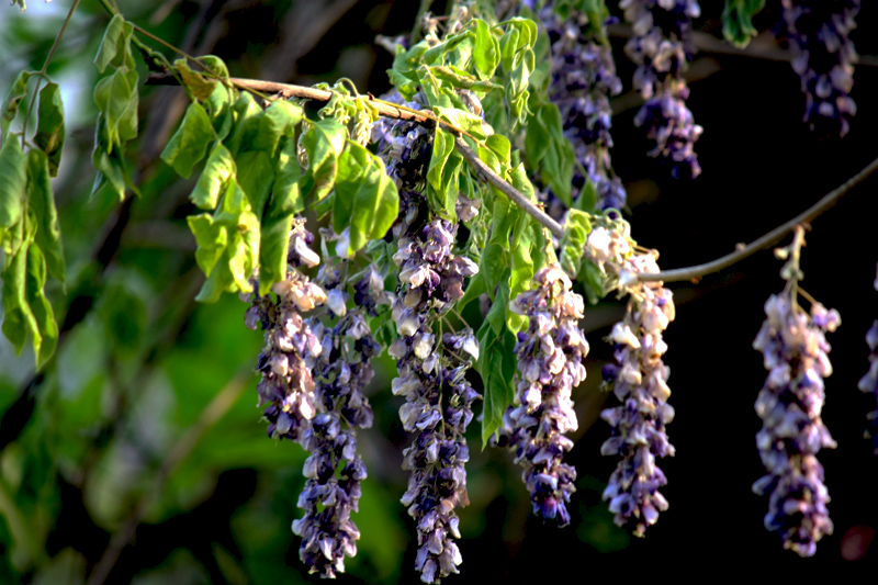 紫藤蚜