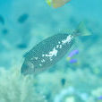 刺藍子魚 刺藍子魚