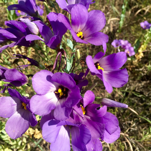 Eustoma russellianum