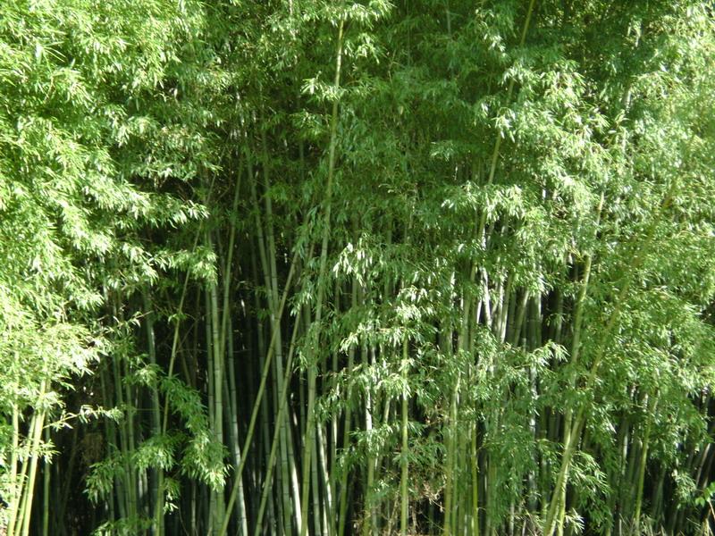 竹子種植