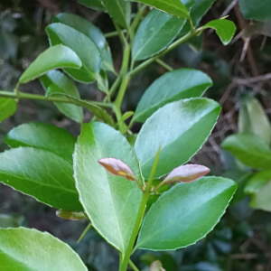 Gymnosporia nemorosa