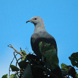 皮氏皇鳩 皮氏皇鳩