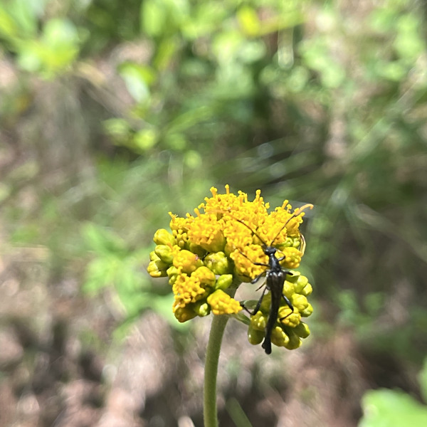 Alloispermum scabrum