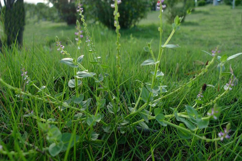 吹雲草(遠志科植物) 吹雲草(遠志科植物)
