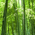 竹屬 竹屬