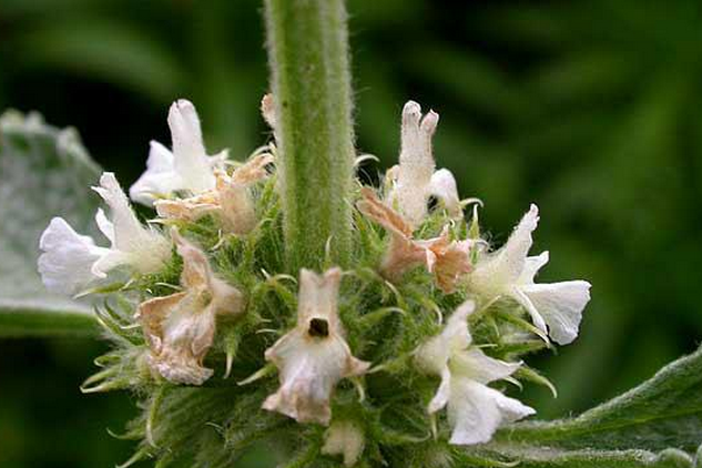 光刺兔唇花(唇形科兔唇花屬植物)
