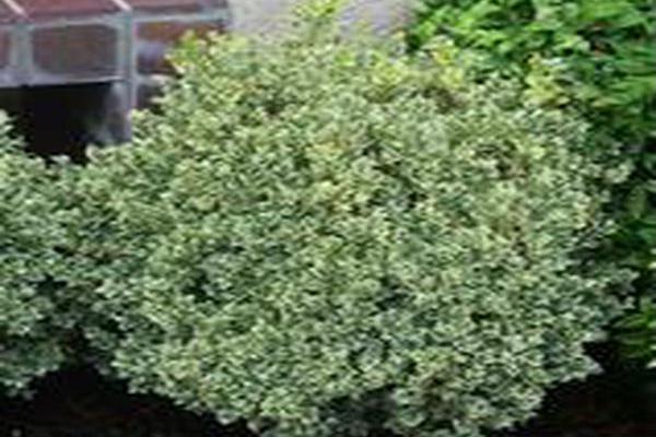 Buxus sempervirens \x27Variegata\x27 Buxus sempervirens \x27Variegata\x27