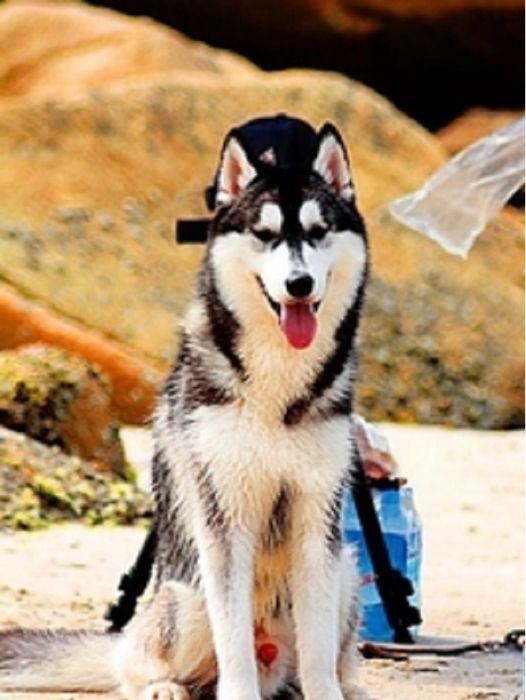 麥迪(西伯利亞雪撬犬) 麥迪(西伯利亞雪撬犬)