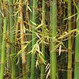 綿竹(禾本科植物)