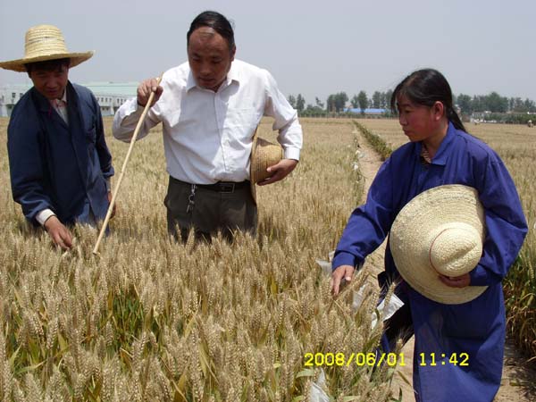 馬永安（中）和同事們在田間挑選麥穗