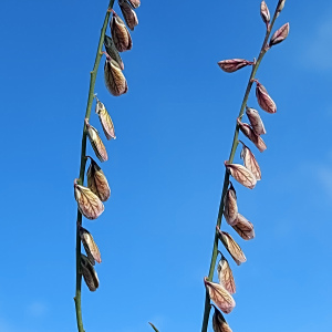Polygala leptophylla
