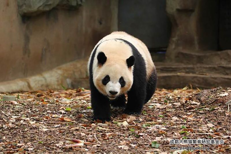 熊貓妮娜 熊貓妮娜