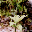 毛莛玉鳳花(玉蜂蘭) 毛莛玉鳳花(玉蜂蘭)